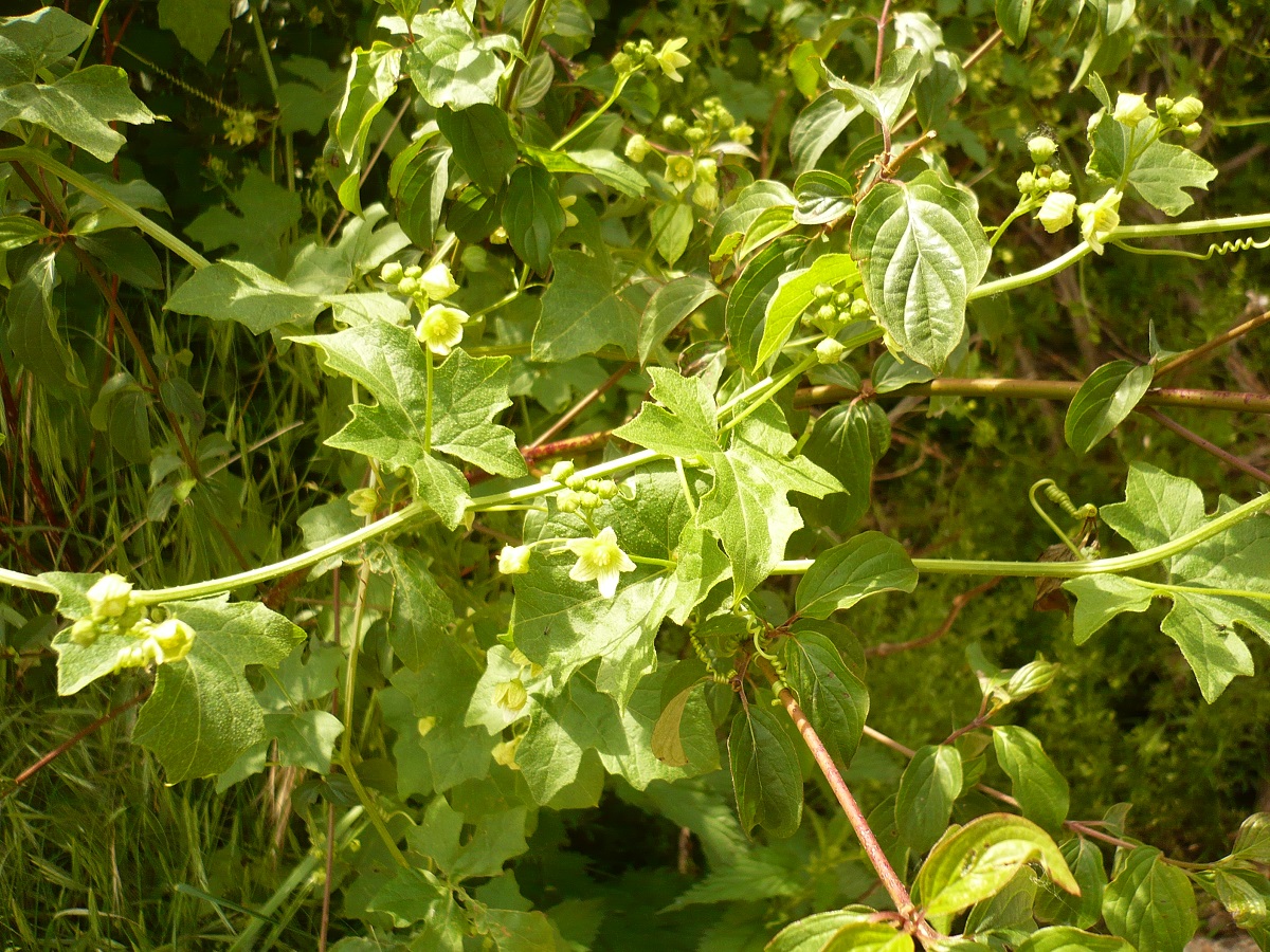 Bryonia dioica (Cucurbitaceae)